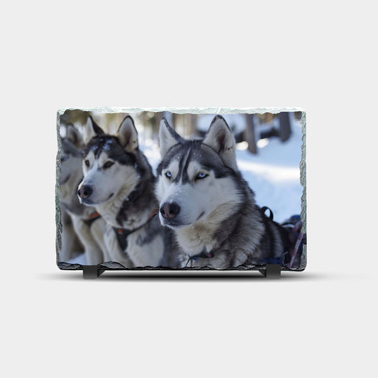Huskies Design Printed Rock Slate